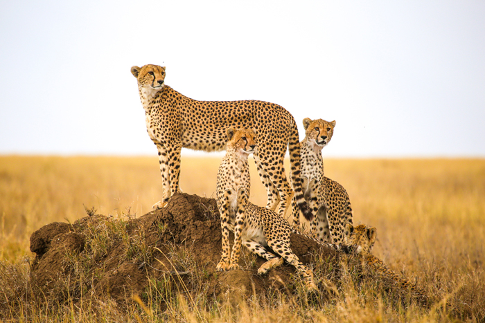 Africa